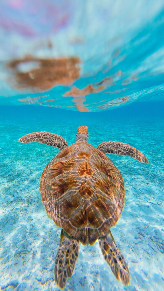 snorkelling in THE MALDIVES Gulhi maafushi