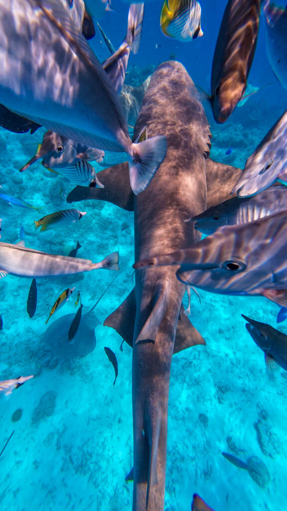 Snorkelling in Maldives solo travel