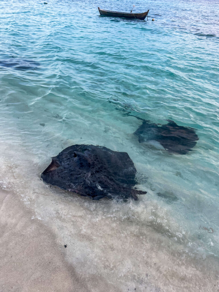 Sting ray beach Omadhoo Maldives local island